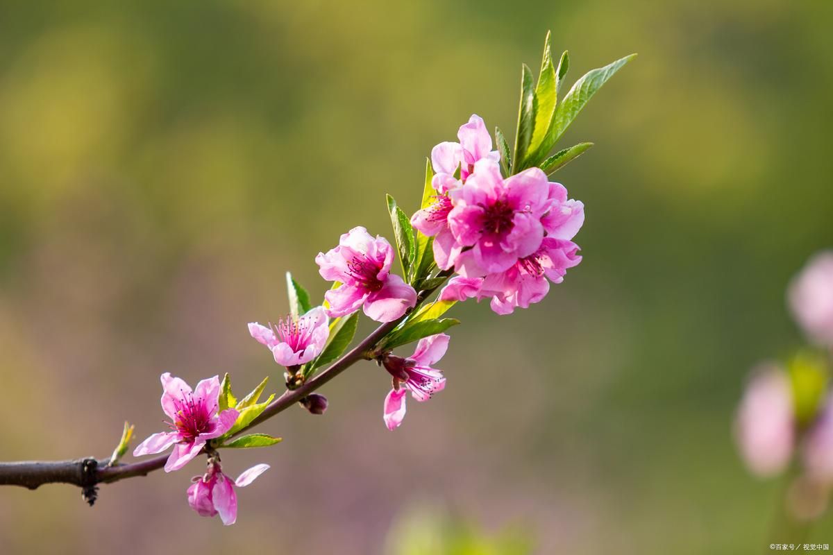 想玩桃花境？这里提供最全的下载地址