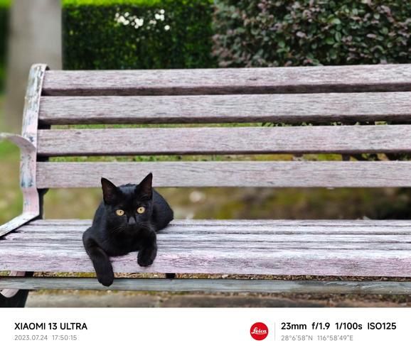 想看野猫最新版本？超清画质等你来看