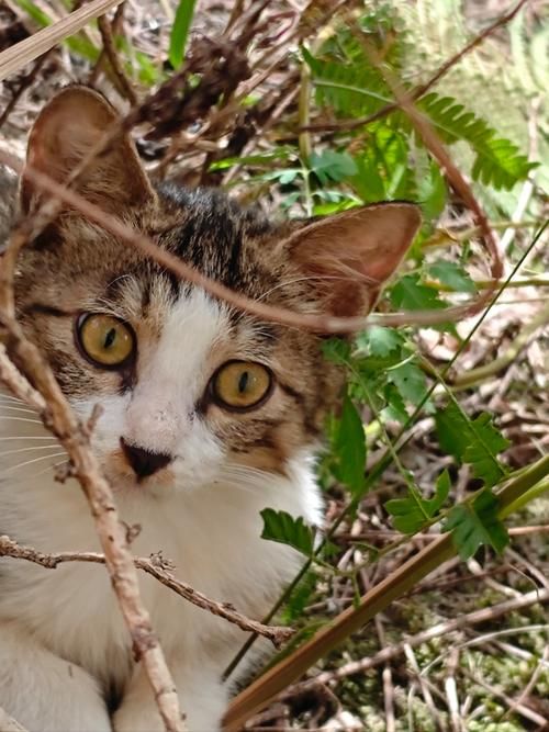 想看野猫最新版本?超清画质等你来看 想看野猫最新版本?超清画质等你来看