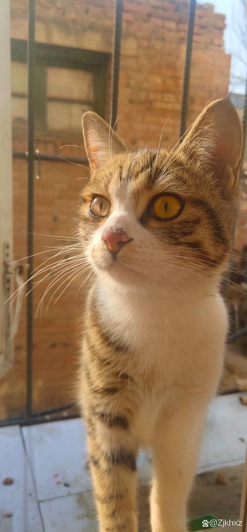 想看野猫最新版本?超清画质等你来看 想看野猫最新版本?超清画质等你来看