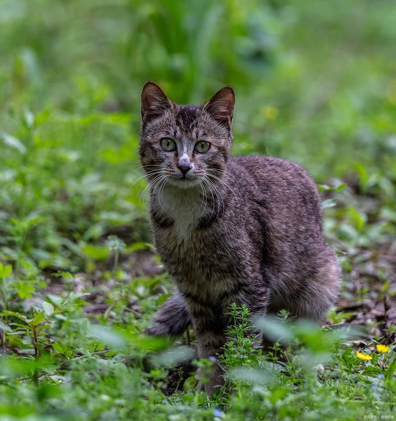 想看野猫最新版本?超清画质等你来看 想看野猫最新版本?超清画质等你来看