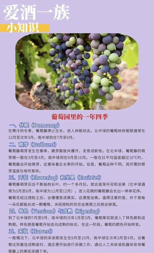 想知道葡萄成熟时最新版本？这里有你想要的答案