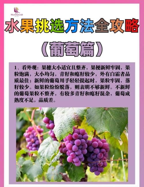 想知道葡萄成熟时最新版本?这里有你想要的答案 想知道葡萄成熟时最新版本?这里有你想要的答案