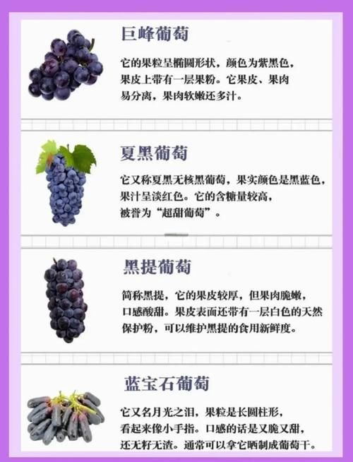 想知道葡萄成熟时最新版本?这里有你想要的答案 想知道葡萄成熟时最新版本?这里有你想要的答案