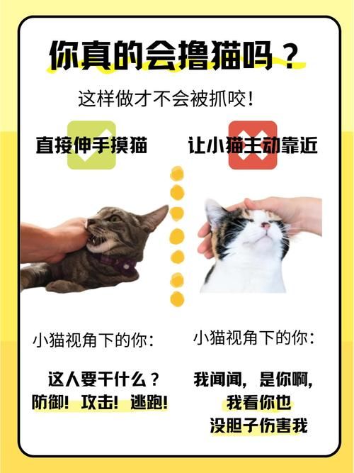 手机玩当你的猫咪？安卓版下载方法详解