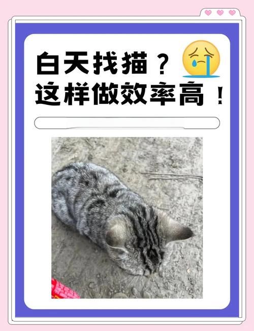 捡到千年猫下载不了？试试这些方法解决