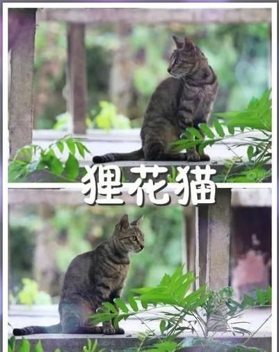 捡到千年猫官方正式版下载：最新版下载地址推荐