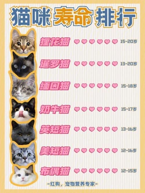 捡到千年猫官网入口：猫咪变身人形？奇妙故事等你体验！