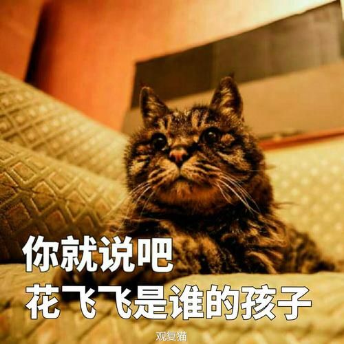 捡到千年猫更新地址在哪？最新版下载入口分享！