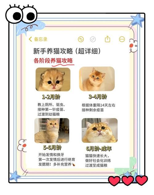 捡到千年猫最新攻略！快速提升好感度技巧