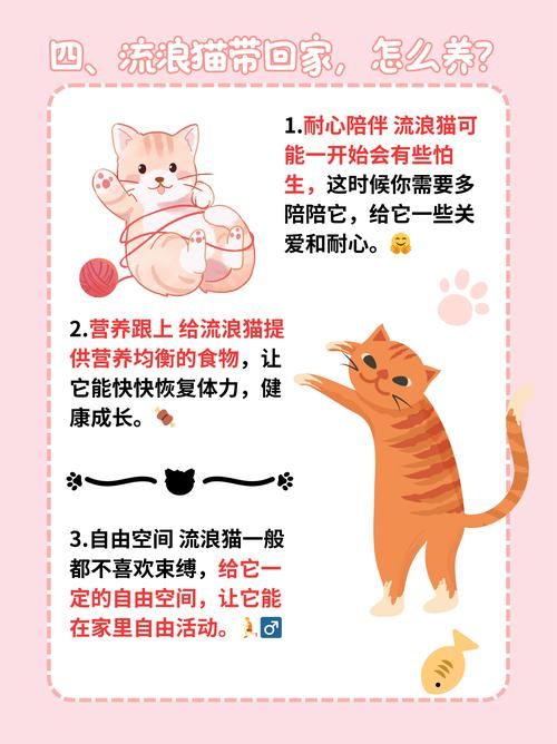 捡到千年猫最新攻略！快速提升好感度技巧