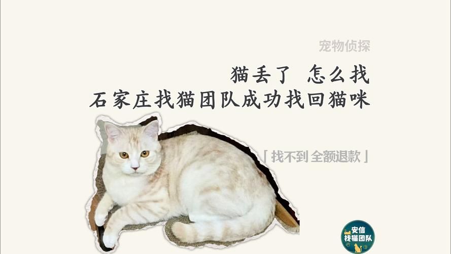 捡到千年猫最新版本：猫咪养成游戏深度体验