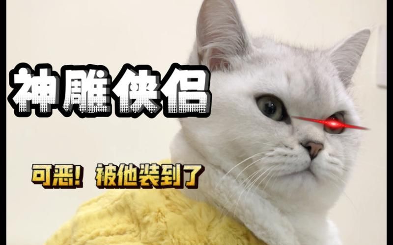 捡到千年猫杨过游戏好玩吗？新手玩家上手体验分享