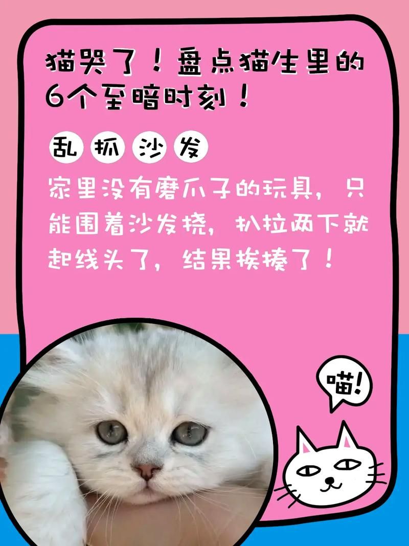 捡到千年猫游戏好玩吗？萌宠养成，趣味十足！