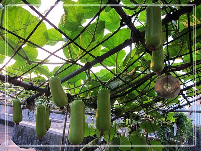 播种都市下载方法大全,简单易懂的安装步骤 播种都市下载方法大全,简单易懂的安装步骤