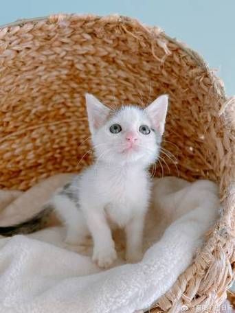 最全喵喵岛3安卓汉化资源合集：快速下载，畅玩无阻