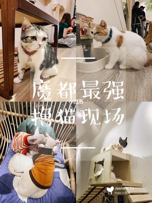 最全喵喵岛3安卓汉化资源合集：快速下载，畅玩无阻