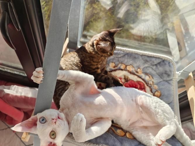 最全喵喵岛3安卓汉化资源合集：快速下载，畅玩无阻