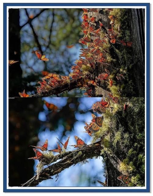 最新发现：幻想蝴蝶飞舞，壮观的蝴蝶迁徙景象令人叹为观止！