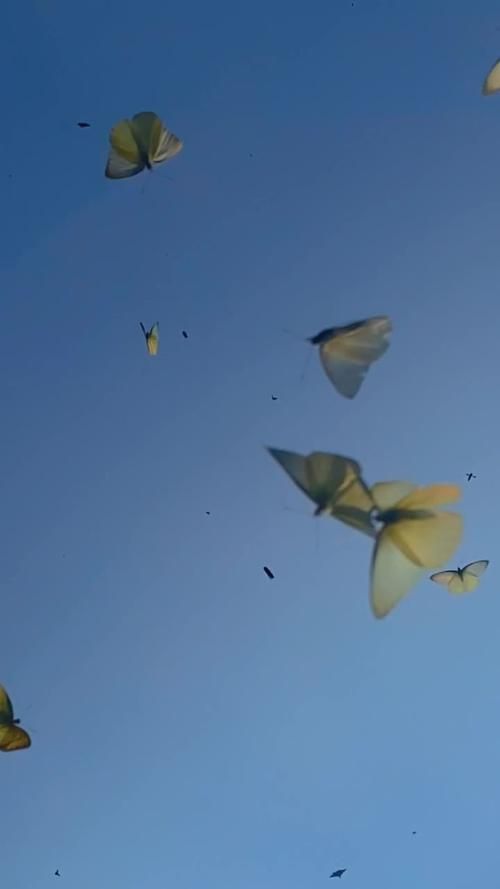 最新发现：幻想蝴蝶飞舞，壮观的蝴蝶迁徙景象令人叹为观止！