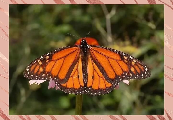 最新发现：幻想蝴蝶飞舞，壮观的蝴蝶迁徙景象令人叹为观止！