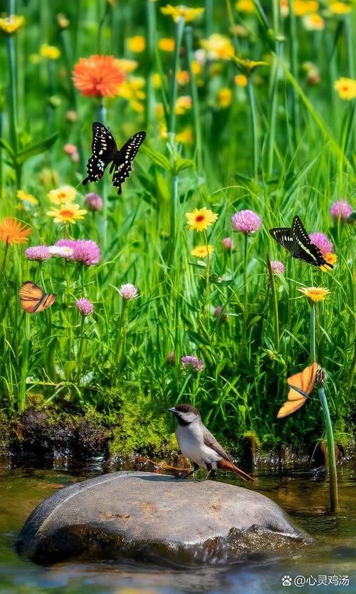 最新发现：幻想蝴蝶飞舞，壮观的蝴蝶迁徙景象令人叹为观止！