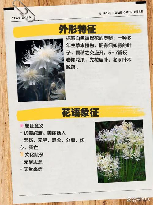 最新彼岸花版本号是多少？不同版本区别大揭秘