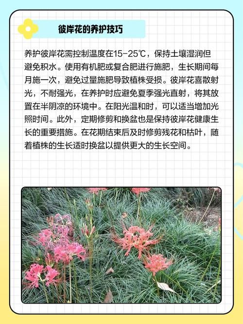 最新彼岸花版本号是多少？不同版本区别大揭秘