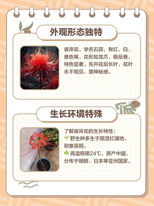 最新彼岸花版本号是多少？不同版本区别大揭秘