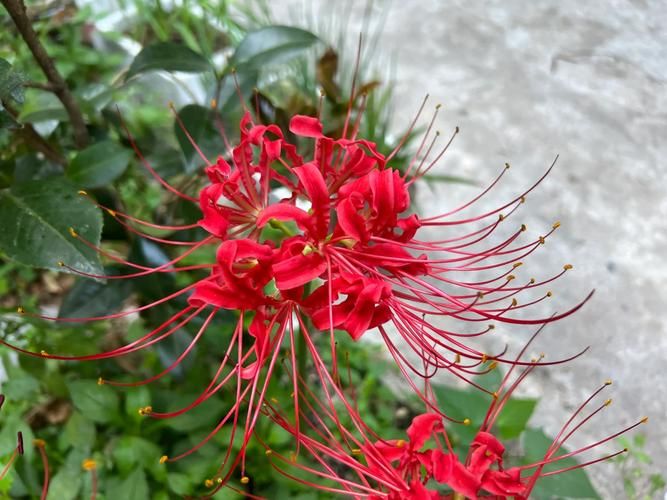 最新彼岸花版本号是多少？不同版本区别大揭秘