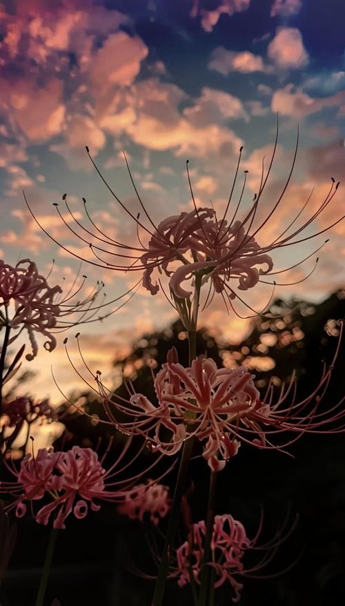 最新彼岸花版本号是多少？不同版本区别大揭秘