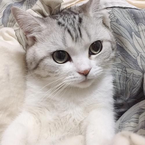 最新捡到千年猫下载资源汇总，避免下载到病毒版本