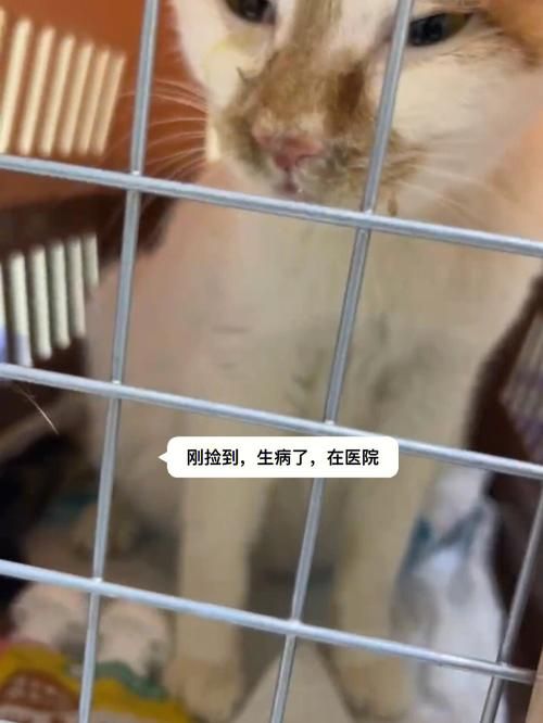 最新捡到千年猫下载资源汇总，避免下载到病毒版本