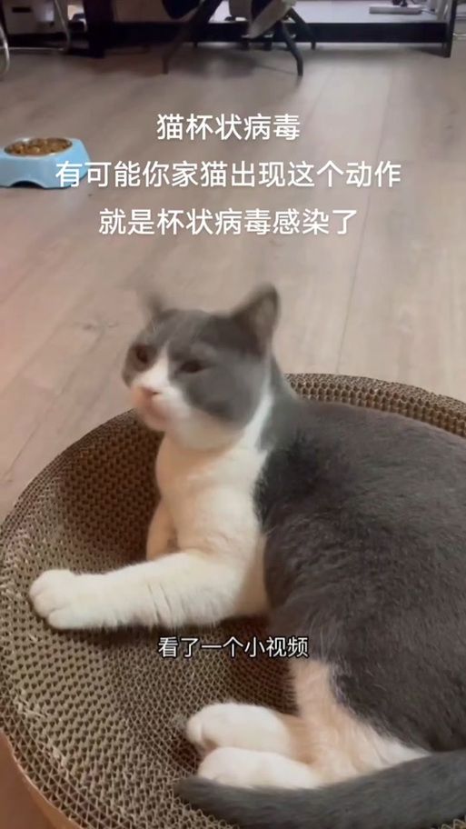 最新捡到千年猫下载资源汇总，避免下载到病毒版本