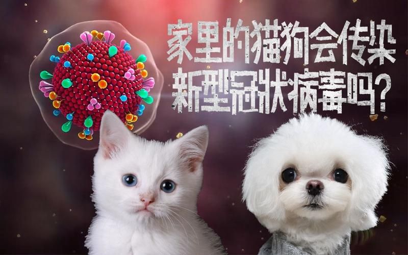 最新捡到千年猫下载资源汇总，避免下载到病毒版本