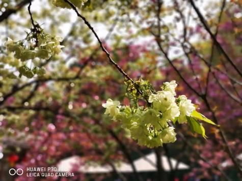 最新桃花境汉化版下载资源分享，快速上手