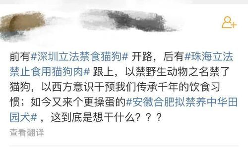 最新版捡到千年猫汉化版更新内容抢先看