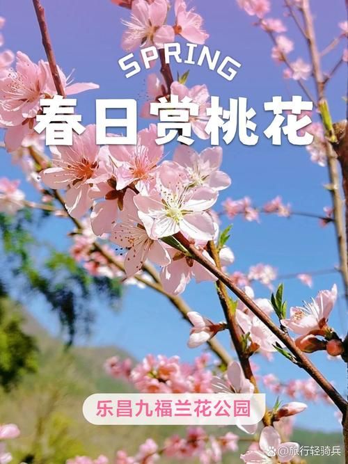 桃花境官方网站:玩家社区,交流互动平台 桃花境官方网站:玩家社区,交流互动平台