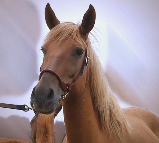 深入体验种马V0.11：别被名字误导，它很好玩