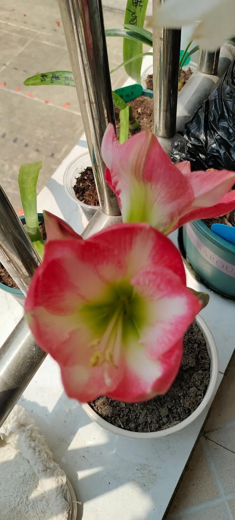 混球内有公众号最新版本是多少?下载地址分享! 混球内有公众号最新版本是多少?下载地址分享!