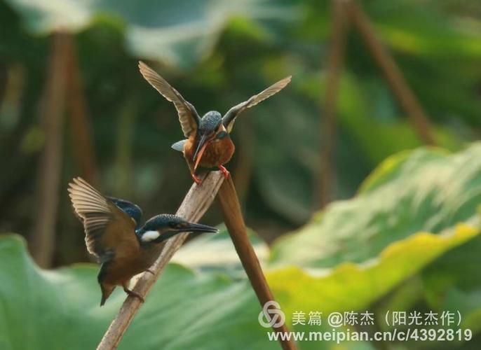 激情公园版本大全：完整版资源分享！