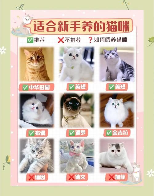 猫咪游戏更新，地址变更怎么办？快速上手指南！