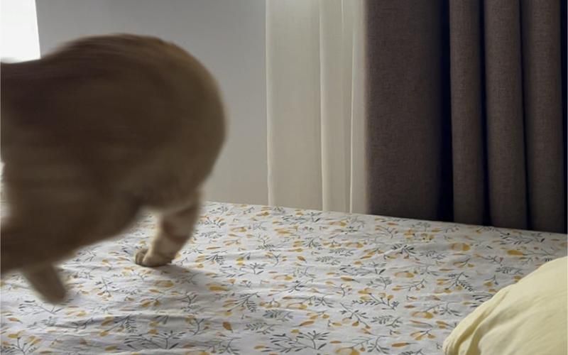 疯猫如何下载？教你快速下载疯猫资源的技巧