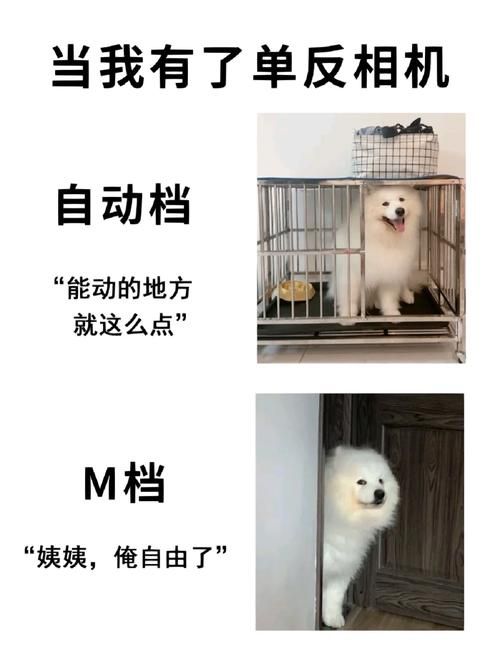 精灵之妊安卓下载安装：新手玩家必看教程