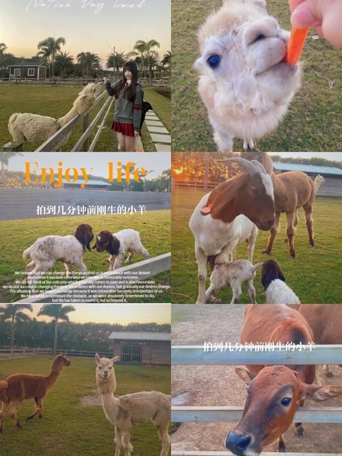 索尼娅的乡村生活安卓版下载：体验田园牧歌式生活