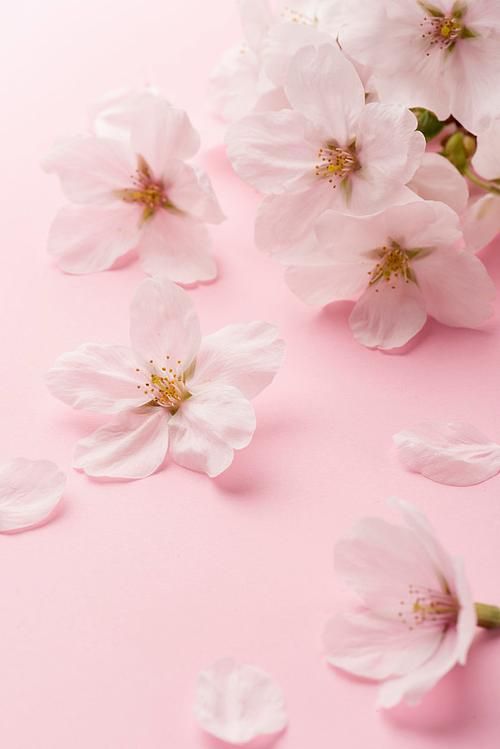 红樱花馆下载地址大全,安全可靠的下载方式 红樱花馆下载地址大全,安全可靠的下载方式