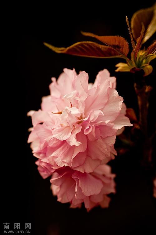 红樱花馆最新剧情解析：精彩内容深度解读！