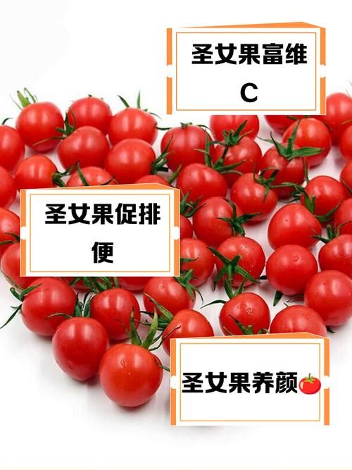苗床圣女官方网站：最新圣女果苗床建设与管理经验分享