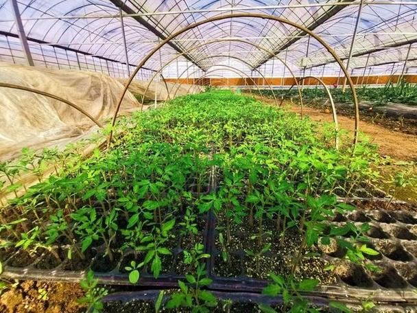苗床圣女官网：提升圣女果产量，从科学苗床开始