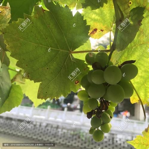 葡萄成熟时官方正式版下载：最新版下载地址推荐